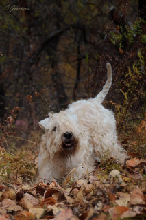 Foto №3. Welpen Irish Soft Coated Wheaten Terrier.. Russische Föderation