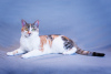 Zusätzliche Fotos: Die dreifarbige Katze Busya ist in guten Händen