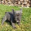 Foto №2 zu Ankündigung № 70896 zu verkaufen französische bulldogge - einkaufen Deutschland quotient 	ankündigung, züchter