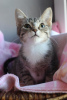 Zusätzliche Fotos: Liebevolles 3 Monate altes Kätzchen Stepan in guten Händen