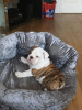 Foto №3. Drei geimpfte englische Bulldoggenwelpen zu verkaufen. Deutschland