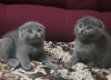 Zusätzliche Fotos: Atemberaubende GCCF Scottish Fold-Kätzchen mit Stammbaum