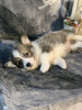 Foto №3. Pembroke Welsh Corgi-Welpen von preisgekrönten Eltern aus einem europäischen. USA