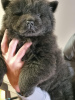 Foto №2 zu Ankündigung № 127689 zu verkaufen chow-chow - einkaufen Portugal quotient 	ankündigung