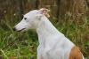 Foto №2. Paarung Service whippet. Preis - verhandelt