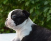 Foto №4. Ich werde verkaufen boston terrier in der Stadt Belgrad. züchter - preis - verhandelt