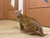 Zusätzliche Fotos: Eine wundervolle junge Katze Fox sucht ein Zuhause und eine liebevolle Familie!