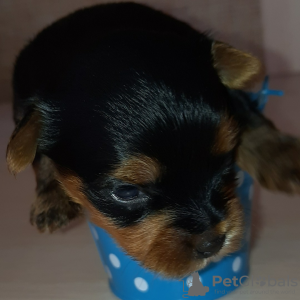 Foto №4. Ich werde verkaufen yorkshire terrier in der Stadt Kiew. vom kindergarten - preis - 423€