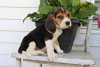 Foto №2 zu Ankündigung № 28507 zu verkaufen beagle - einkaufen Portugal quotient 	ankündigung