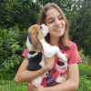 Zusätzliche Fotos: Schöne Beagle-Welpen gesucht