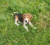 Foto №1. beagle - zum Verkauf in der Stadt Братислава | verhandelt | Ankündigung № 20978