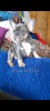 Foto №1. französische bulldogge - zum Verkauf in der Stadt Kiew | 1300€ | Ankündigung № 38329