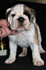 Foto №3. englische Bulldogge. Russische Föderation