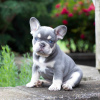 Foto №1. französische bulldogge - zum Verkauf in der Stadt Berlin | 95€ | Ankündigung № 100170