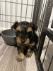 Foto №2 zu Ankündigung № 123458 zu verkaufen yorkshire terrier - einkaufen Finnland quotient 	ankündigung, züchter