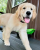 Foto №2 zu Ankündigung № 120381 zu verkaufen golden retriever - einkaufen Deutschland quotient 	ankündigung