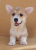 Foto №2 zu Ankündigung № 114855 zu verkaufen welsh corgi - einkaufen Serbien züchter