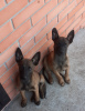 Foto №3. Belgischer Schäferhund Malinois Welpen zu verkaufen. Russische Föderation