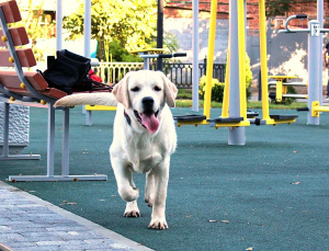 Foto №4. Ich werde verkaufen labrador retriever in der Stadt Krasnodar. vom kindergarten, züchter - preis - 342€