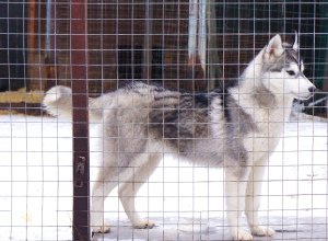 Foto №4. Ich werde verkaufen siberian husky in der Stadt Москва. züchter - preis - 512€