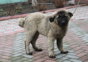 Foto №3. Kaukasische Schäferhunde, Welpen 2 Monate alt, mit KSU / FCI-Metrik. Ukraine