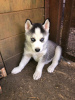 Foto №1. siberian husky - zum Verkauf in der Stadt Mainz | 350€ | Ankündigung № 114669