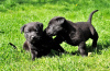 Zusätzliche Fotos: Hervorragende schwarze Labrador-Welpen