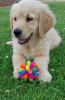 Foto №3. Entzückende Golden Retriever-Welpen, die bereit sind, kostenlos in ihr neues und. USA