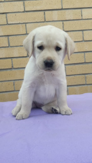 Foto №2 zu Ankündigung № 6185 zu verkaufen labrador retriever - einkaufen Russische Föderation züchter