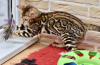 Foto №1. bengal katzenrasse - zum Verkauf in der Stadt Minsk | 496€ | Ankündigung № 8970