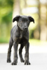 Foto №1. mischlingshund - zum Verkauf in der Stadt Истра | Frei | Ankündigung № 8004
