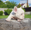 Foto №3. wunderschöne Französische Bulldoggenwelpen.. USA