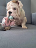 Foto №3. Englische Bulldogge fci. Polen