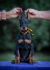 Foto №3. Doberman puppies. Serbien