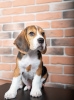 Foto №3. Gesunde süße Beagle-Welpen stehen jetzt zum Verkauf. Deutschland