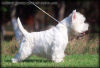 Zusätzliche Fotos: Kennel bietet West Highland White Terrier-Welpen an