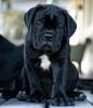 Foto №1. cane corso italiano - zum Verkauf in der Stadt Berlin | 350€ | Ankündigung № 116819