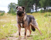 Foto №1. mischlingshund - zum Verkauf in der Stadt Mytischtschi | Frei | Ankündigung № 8645