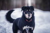 Foto №1. mischlingshund - zum Verkauf in der Stadt Москва | Frei | Ankündigung № 44914