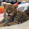 Foto №3. Neugeborene Serval-Katze zu verkaufen und Savannah-Katze zur Adoption. Großbritannien