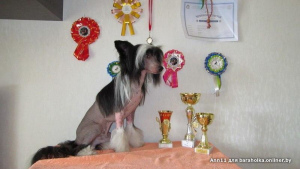 Zusätzliche Fotos: Es wird vorgeschlagen, einen männlichen chinesischen Schopfhund zu stricken.