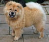 Foto №3. Chow-Chow-Welpen zur Adoption. Deutschland