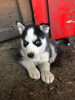 Foto №3. Geimpfte Siberian Husky-Welpen mit Stammbaum zu verkaufen. Deutschland