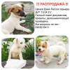 Foto №1. jack russell terrier - zum Verkauf in der Stadt Krivoy Rog | 124€ | Ankündigung № 11311
