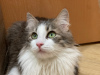 Zusätzliche Fotos: Eine wundervolle junge Katze, Kätzchen Lisa, sucht ein Zuhause und eine