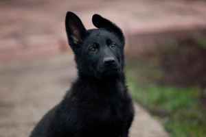 Foto №2 zu Ankündigung № 4575 zu verkaufen deutscher schäferhund - einkaufen Ukraine quotient 	ankündigung