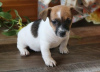 Foto №1. jack russell terrier - zum Verkauf in der Stadt Jindrichuv Hradec | verhandelt | Ankündigung № 96503