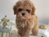 Foto №3. Wunderschöne kleine Maltipoo-Welpen.. Deutschland