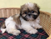 Foto №2 zu Ankündigung № 30195 zu verkaufen shih tzu - einkaufen Deutschland 