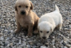 Foto №2 zu Ankündigung № 126939 zu verkaufen golden retriever - einkaufen Deutschland quotient 	ankündigung